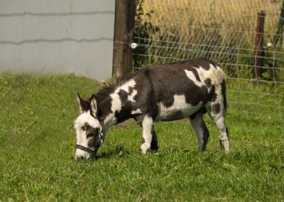 WP Jumping Jack Flash